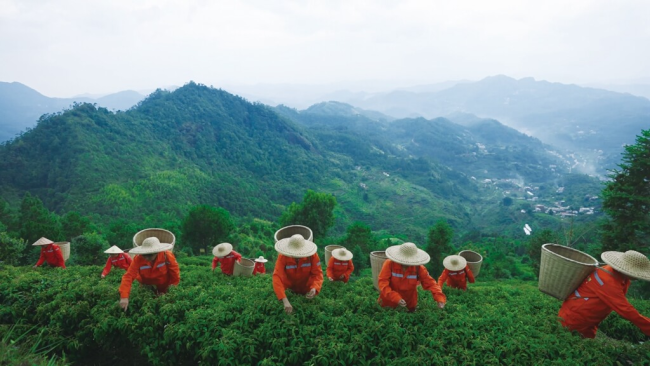 大雾腾云茶4428%黄酮含量背后：一杯“抗衰茶彩神vll”如何撬动中餐健康化新叙事？(图6)